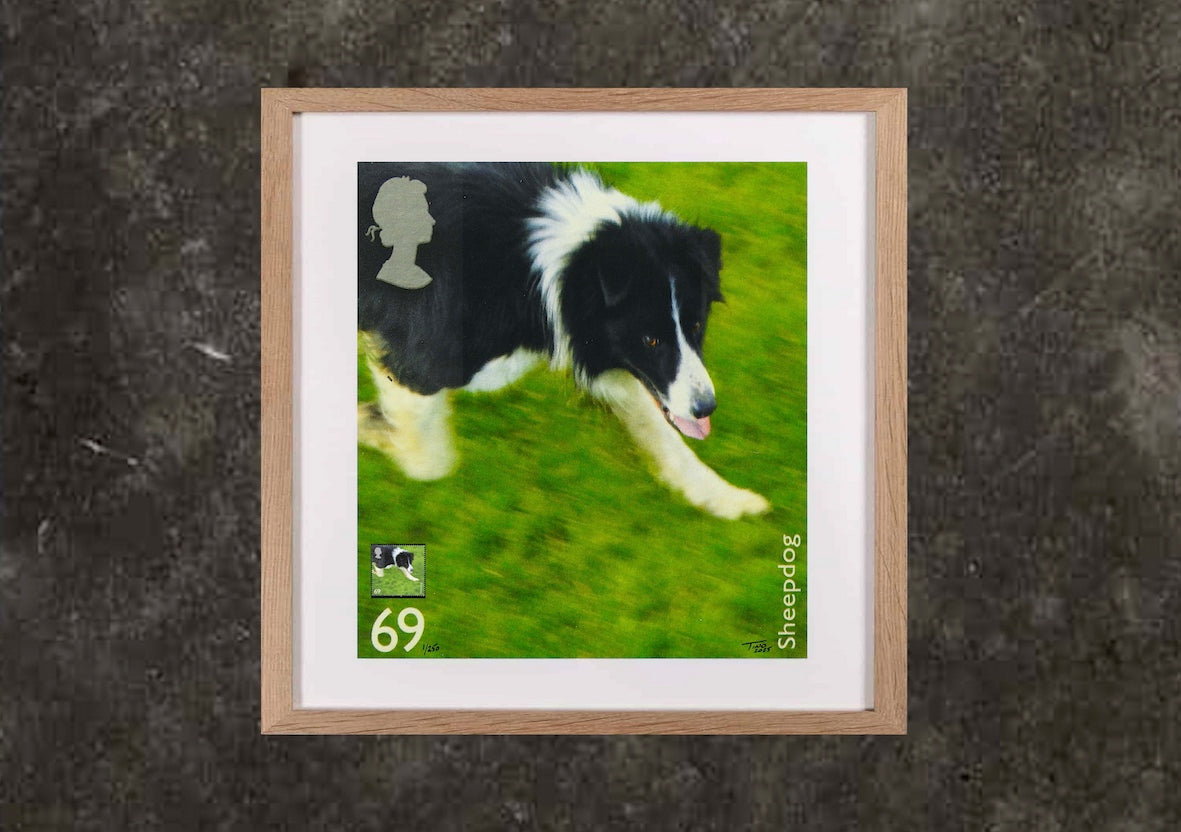 The 2008 Working Dogs Mint Stamp with Artwork - Sheepdog